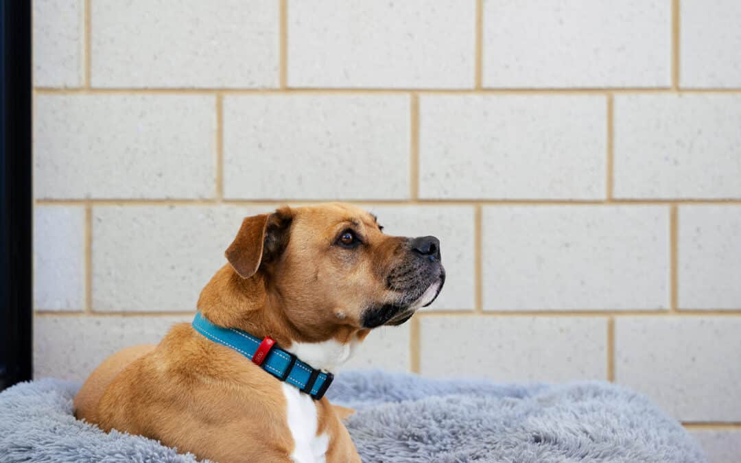 Step 1 Homes - first home buyer with a dog.